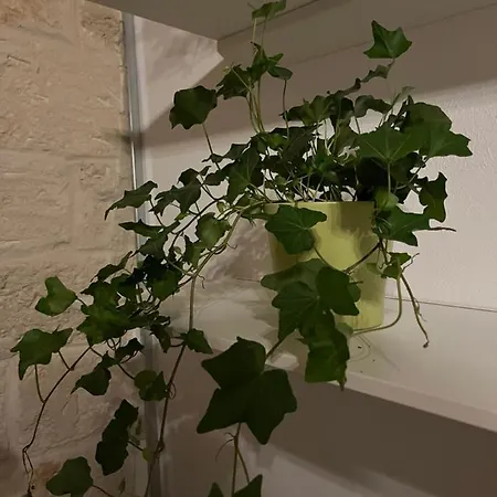 Апартаменты La Mattonella Monella